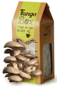 Fungo Box I funghi che coltivi tu
