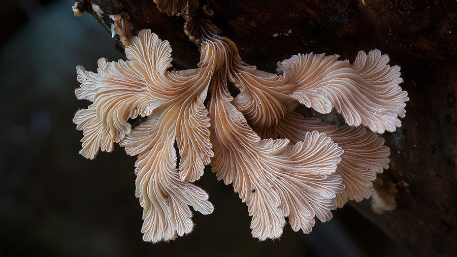 I funghi più belli del mondo