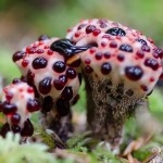 I funghi più strani del mondo