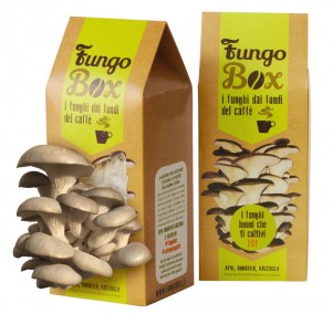 acquista kit fungo box