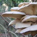 Funghi Pleurotus: caratteristiche e proprietà delle cosiddette “orecchiette”