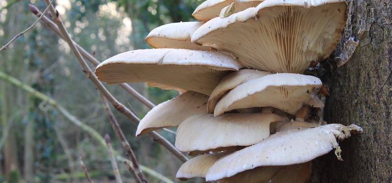funghi Pleurotus