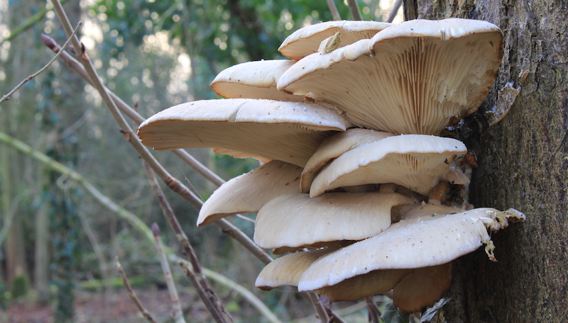funghi Pleurotus